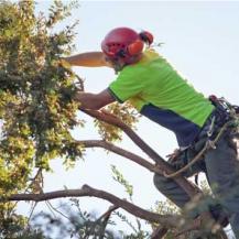 A Handyman’s Guide to Prunning Plants, Trees