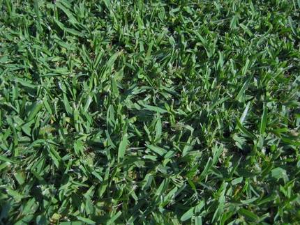 Repair a Lawn and Ways to Replant Grass